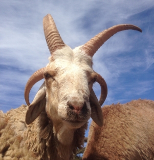 four horn sheep